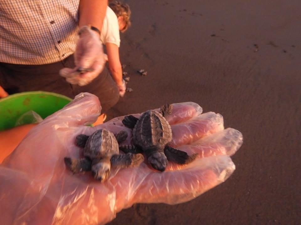 Appartamento Plumita Pacifica Playa Junquillal Esterno foto