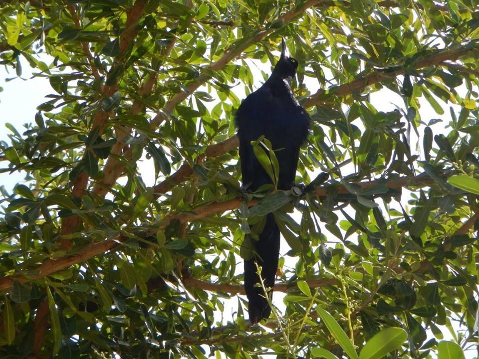 Appartamento Plumita Pacifica Playa Junquillal Esterno foto