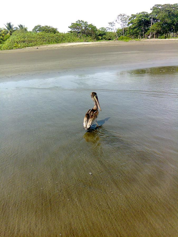 Appartamento Plumita Pacifica Playa Junquillal Esterno foto